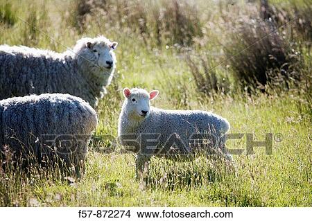 Sheep, Aspiring National Park, South Island, New Zealand View Large Photo Image Picture - Sheep, Aspiring National Park, South Island, New Zealand. Fotosearch