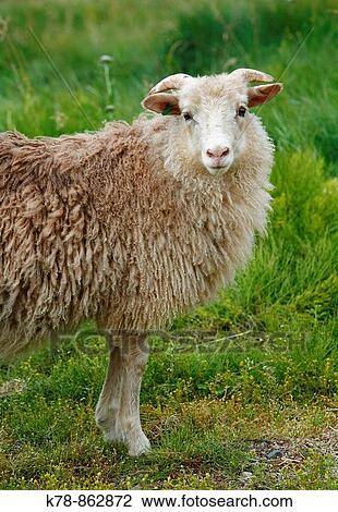 Stock Image - Sheep at Eriks the red first settelment Brattahlid, known today as Qassiarsuk, South Greenland. Fotosearch