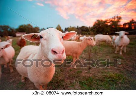 Sheep at sunset. View Large Photo Image Picture - Sheep at sunset.. Fotosearch
