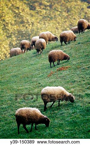 Stock Photo - Sheep, Azkoitia. Guipuzcoa, Euskadi, Spain. Fotosearch