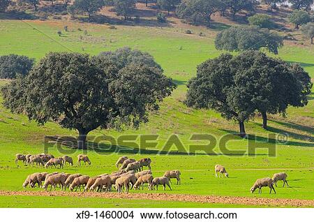 Picture - Sheep, Badajoz province, Extremadura, Spain. Fotosearch