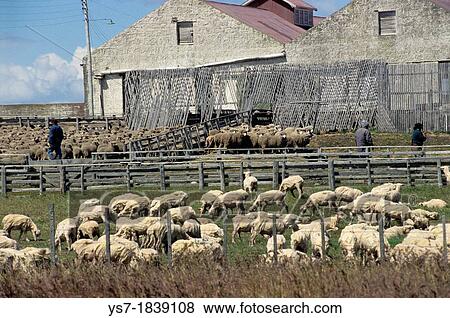Sheep before and after shearing in an estancia close to Punta Arenas, Patagonia, Chile, South America View Large Photo Image Stock Photo - Sheep before and after shearing in an estancia close to Punta Arenas, Patagonia, Chile, South America. Fotosearch