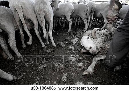 Sheep being sheared in Salamanca province Castilla y Le? n Spain View Large Photo Image Stock Photography - Sheep being sheared in Salamanca province Castilla y Le? n Spain. Fotosearch