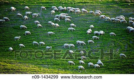 Sheep, Castelsardo, sardinia View Large Photo Image Stock Photo - Sheep, Castelsardo, sardinia. Fotosearch