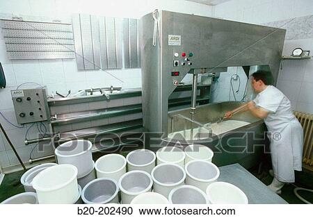 Sheep cheese production. Legazpi. Guipzcoa. Spain View Large Photo Image Stock Image - Sheep cheese production. Legazpi. Guipzcoa. Spain. Fotosearch