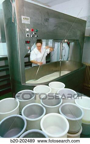 Sheep cheese production. Legazpi. Guipzcoa. Spain View Large Photo Image Stock Photo - Sheep cheese production. Legazpi. Guipzcoa. Spain. Fotosearch