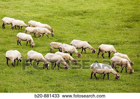 Sheep, Endoia, Zestoa, Guipuzcoa, Basque Country, Spain View Large Photo Image Stock Image - Sheep, Endoia, Zestoa, Guipuzcoa, Basque Country, Spain. Fotosearch