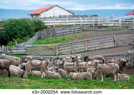Sheep, Estancia rio verde, chile. View Large Photo Image Picture - Sheep, Estancia rio verde, chile.. Fotosearch