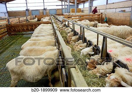Sheep farm Latxa breed Gomiztegi Baserria, Arantzazu, Oati, Gipuzkoa, Basque Country, Spain. View Large Photo Image Stock Photo - Sheep farm Latxa breed Gomiztegi Baserria, Arantzazu, Oati, Gipuzkoa, Basque Country, Spain.. Fotosearch
