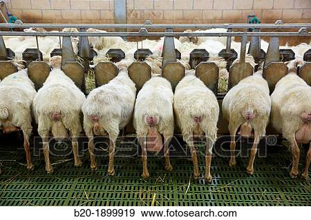 Sheep farm Latxa breed Gomiztegi Baserria, Arantzazu, Oati, Gipuzkoa, Basque Country, Spain. View Large Photo Image Stock Photo - Sheep farm Latxa breed Gomiztegi Baserria, Arantzazu, Oati, Gipuzkoa, Basque Country, Spain.. Fotosearch