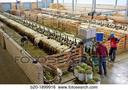 Sheep farm Latxa breed Gomiztegi Baserria, Arantzazu, Oati, Gipuzkoa, Basque Country, Spain. View Large Photo Image Stock Photograph - Sheep farm Latxa breed Gomiztegi Baserria, Arantzazu, Oati, Gipuzkoa, Basque Country, Spain.. Fotosearch