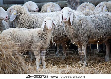 sheep, farm of prato pozzo, comacchio, ravenna province, po river delta, emilia romagna, italy, europe. View Large Photo Image Stock Photo - sheep, farm of prato pozzo, comacchio, ravenna province, po river delta, emilia romagna, italy, europe.. Fotosearch