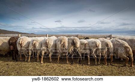 Stock Image - Sheep feeding on farm in Eastern Iceland. Fotosearch