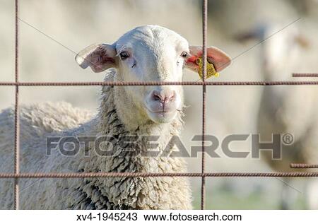 Sheep flock in Mos, Aragon, Spain. View Large Photo Image Stock Image - Sheep flock in Mos, Aragon, Spain.. Fotosearch
