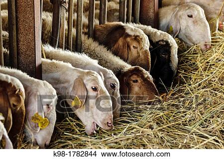 sheep for cheese manufacture Binibeca artesanall Jaume Pons - denomination of origin craftsman-farm Alcaiduset Mahon, Alaior, Menorca, Balearic Islands, Spain, Europe View Large Photo Image Picture - sheep for cheese manufacture Binibeca artesanall Jaume Pons - denomination of origin craftsman-farm Alcaiduset Mahon, Alaior, Menorca, Balearic Islands, Spain, Europe. Fotosearch