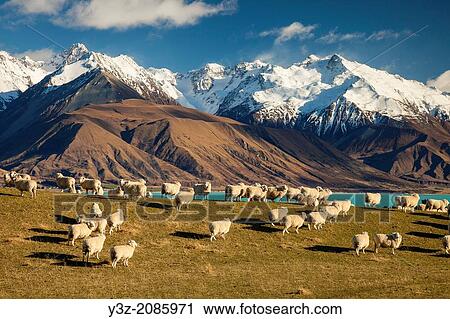 Sheep grazing above Lake Pukaki, Ben Ohau Range behind, Mackenzie Country, Canterbury. View Large Photo Image Stock Image - Sheep grazing above Lake Pukaki, Ben Ohau Range behind, Mackenzie Country, Canterbury.. Fotosearch