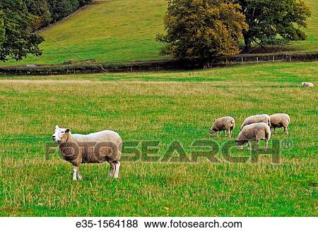 Stock Photo - Sheep grazing in a pasture in England's Midlands marked with blue dye males. Fotosearch