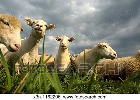 Sheep grazing in pasture View Large Photo Image Stock Photograph - Sheep grazing in pasture. Fotosearch