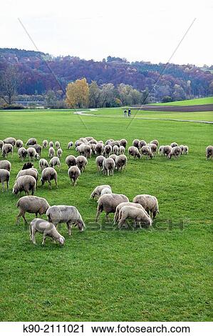 Sheep grazing in the green valley of the Altmuehl river, Upper Bavaria, Germany, Europe. View Large Photo Image Stock Image - Sheep grazing in the green valley of the Altmuehl river, Upper Bavaria, Germany, Europe.. Fotosearch