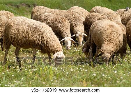 sheep grazing in the meadows of Guadalaviar, Mountes Universales, Teruel, Aragon, Spain View Large Photo Image Stock Photo - sheep grazing in the meadows of Guadalaviar, Mountes Universales, Teruel, Aragon, Spain. Fotosearch