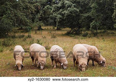 Sheep grazing near Grazalema, Cadiz Province, Spain View Large Photo Image Stock Image - Sheep grazing near Grazalema, Cadiz Province, Spain. Fotosearch