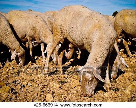 Picture - Sheep grazing. Teruel province. Spain.. Fotosearch