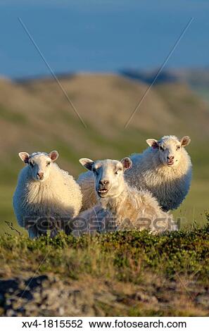 Sheep group in icelandic landscape Northern Iceland View Large Photo Image Stock Image - Sheep group in icelandic landscape Northern Iceland. Fotosearch