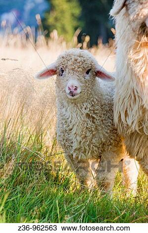 Sheep, Gubalowka, Zakopane, Poland View Large Photo Image Stock Image - Sheep, Gubalowka, Zakopane, Poland. Fotosearch