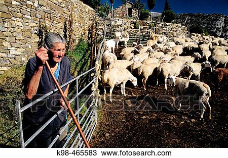 Sheep herd. Bestu?. Escuain valley. Ordesa NP and Monte Perdido. Pyrenees. Huesca province. Aragon. Spain. View Large Photo Image Stock Image - Sheep herd. Bestu?. Escuain valley. Ordesa NP and Monte Perdido. Pyrenees. Huesca province. Aragon. Spain.. Fotosearch