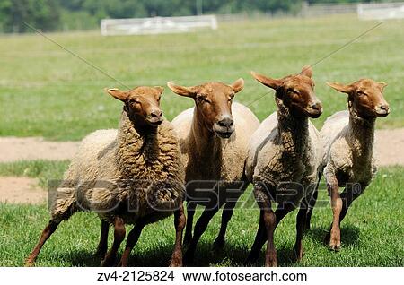 Sheep herd (Ovis orientalis aries) running on a meadow, Germany, Europe View Large Photo Image Picture - Sheep herd (Ovis orientalis aries) running on a meadow, Germany, Europe. Fotosearch