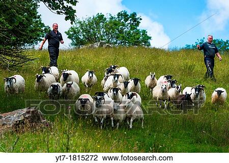 Sheep herding on the edge of the village of Carrick in south Donegal, Republic of Ireland View Large Photo Image Stock Image - Sheep herding on the edge of the village of Carrick in south Donegal, Republic of Ireland. Fotosearch