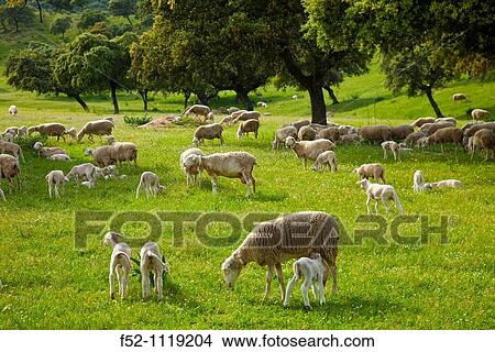 Sheep in a meadow, Andujar Natural Park, Jaen, Andalusia, Spain View Large Photo Image Picture - Sheep in a meadow, Andujar Natural Park, Jaen, Andalusia, Spain. Fotosearch