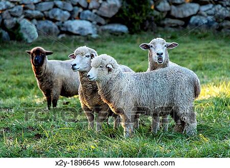 Sheep in a pasture, Martha's Vineyard, Massachusetts, USA View Large Photo Image Stock Photography - Sheep in a pasture, Martha's Vineyard, Massachusetts, USA. Fotosearch