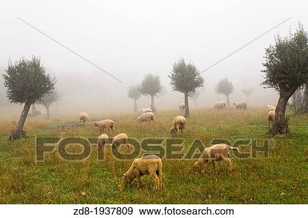 Stock Photo - sheep in alentejo. Fotosearch