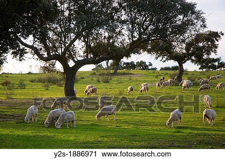 Sheep in iberian Dehesa, Quintana de la Serena, Badajoz-province, Spain, View Large Photo Image Stock Image - Sheep in iberian Dehesa, Quintana de la Serena, Badajoz-province, Spain,. Fotosearch