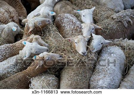 Sheep in snowstorm View Large Photo Image Stock Image - Sheep in snowstorm. Fotosearch