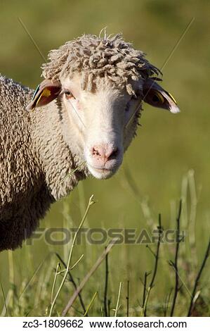 Sheep in the Vercors, Is? re, Rh? ne-Alpes, France. View Large Photo Image Stock Image - Sheep in the Vercors, Is? re, Rh? ne-Alpes, France.. Fotosearch