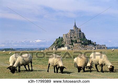 sheep in tidal marsh at Mont-Saint-Michel bay, Manche department, Normandy region, France, Europe View Large Photo Image Stock Photo - sheep in tidal marsh at Mont-Saint-Michel bay, Manche department, Normandy region, France, Europe. Fotosearch