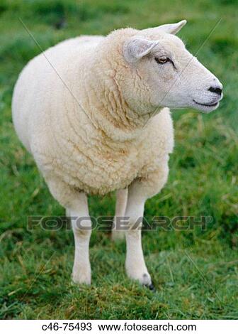 Sheep. Ireland View Large Photo Image Stock Image - Sheep. Ireland. Fotosearch