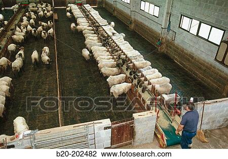 Sheep (Latxa breed). Legazpi. Guipzcoa. Spain View Large Photo Image Stock Image - Sheep (Latxa breed). Legazpi. Guipzcoa. Spain. Fotosearch