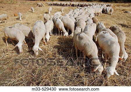 Sheep. Luesma. Zaragoza provincie. Spain. View Large Photo Image Stock Image - Sheep. Luesma. Zaragoza provincie. Spain.. Fotosearch