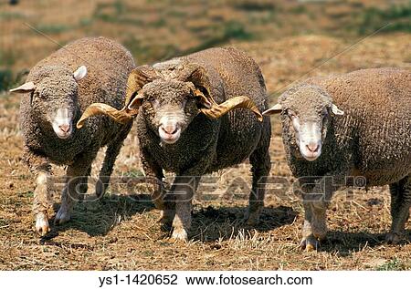 Stock Image - SHEEP MERINOS D? ARLES, RAM WITH EWES, A FRENCH BREED. Fotosearch