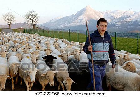Stock Photograph - Sheep, Monte Txindoki, Sierra de Aralar, Zaldibia, Guipzcoa, Spain. Fotosearch