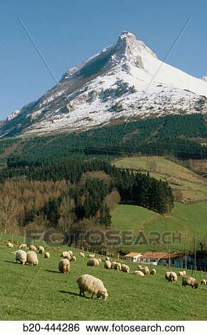 Sheep, Monte Txindoki, Sierra de Aralar, Zaldibia, Guipzcoa, Spain View Large Photo Image Stock Photograph - Sheep, Monte Txindoki, Sierra de Aralar, Zaldibia, Guipzcoa, Spain. Fotosearch