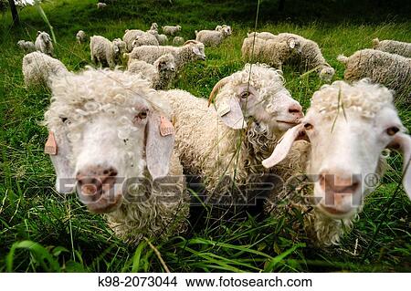 Sheep near Lavelanet, Cathar country, Ariege Department, Midi-Pyr? n? es, France View Large Photo Image Picture - Sheep near Lavelanet, Cathar country, Ariege Department, Midi-Pyr? n? es, France. Fotosearch
