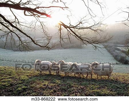 Sheep near Saint-Jean-Pied-de-Port. Way of St James, Pyrenees-Atlantiques, Aquitaine, France View Large Photo Image Stock Image - Sheep near Saint-Jean-Pied-de-Port. Way of St James, Pyrenees-Atlantiques, Aquitaine, France. Fotosearch