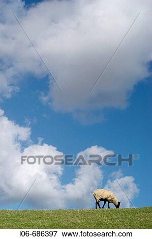 Sheep on a dyke / East Frisia, Lower Saxony, Germany View Large Photo Image Stock Photo - Sheep on a dyke / East Frisia, Lower Saxony, Germany. Fotosearch