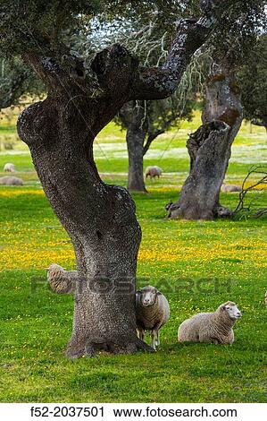 Sheep Ovis aries, Holm Oak or Holly Oak forest Quercus ilex, Monfrag? e National Park, CBceres, Extremadura, Spain, Europe. View Large Photo Image Stock Image - Sheep Ovis aries, Holm Oak or Holly Oak forest Quercus ilex, Monfrag? e National Park, CBceres, Extremadura, Spain, Europe.. Fotosearch