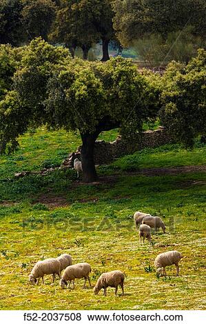 Sheep Ovis aries, Holm Oak or Holly Oak forest Quercus ilex, Monfrag? e National Park, CBceres, Extremadura, Spain, Europe. View Large Photo Image Stock Photo - Sheep Ovis aries, Holm Oak or Holly Oak forest Quercus ilex, Monfrag? e National Park, CBceres, Extremadura, Spain, Europe.. Fotosearch