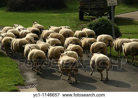 Sheep, Ovis aries, on their way to a stable in a small French village View Large Photo Image Stock Photo - Sheep, Ovis aries, on their way to a stable in a small French village. Fotosearch